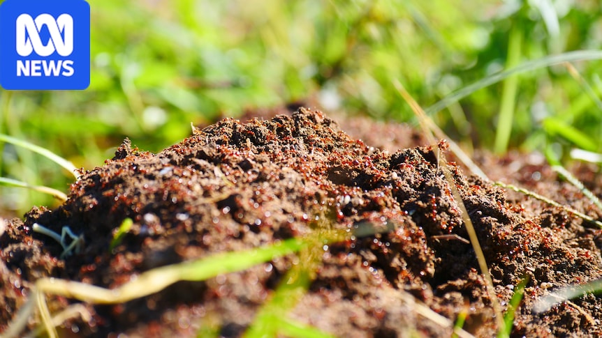 Federal government urged not to let fire ant eradication funding lapse 1 059afcba435715df035093d617917cfb9b1966d24371b86d22073f92bb652ff7