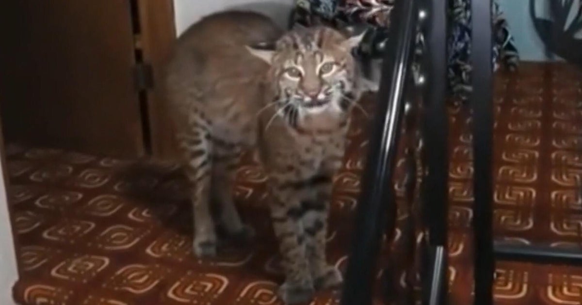 Police find bobcat in 93-year-old woman's home near Seattle 1 0a87154ecb2d1af792d7b4d7b7168a295775eb862e512090fe050c9ed732d2cd