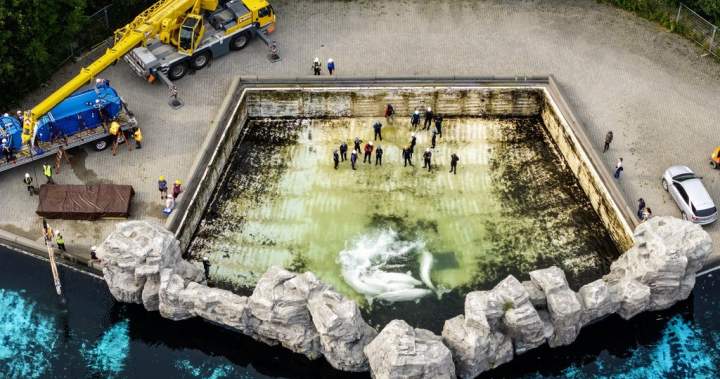 Fourth Marineland whale dies after relocation, third at Shedd Aquarium in Chicago 1 0be71a64a1bf347317b206cca6ec2a1421cc89251d8bf28d1c81cfeb525746c3