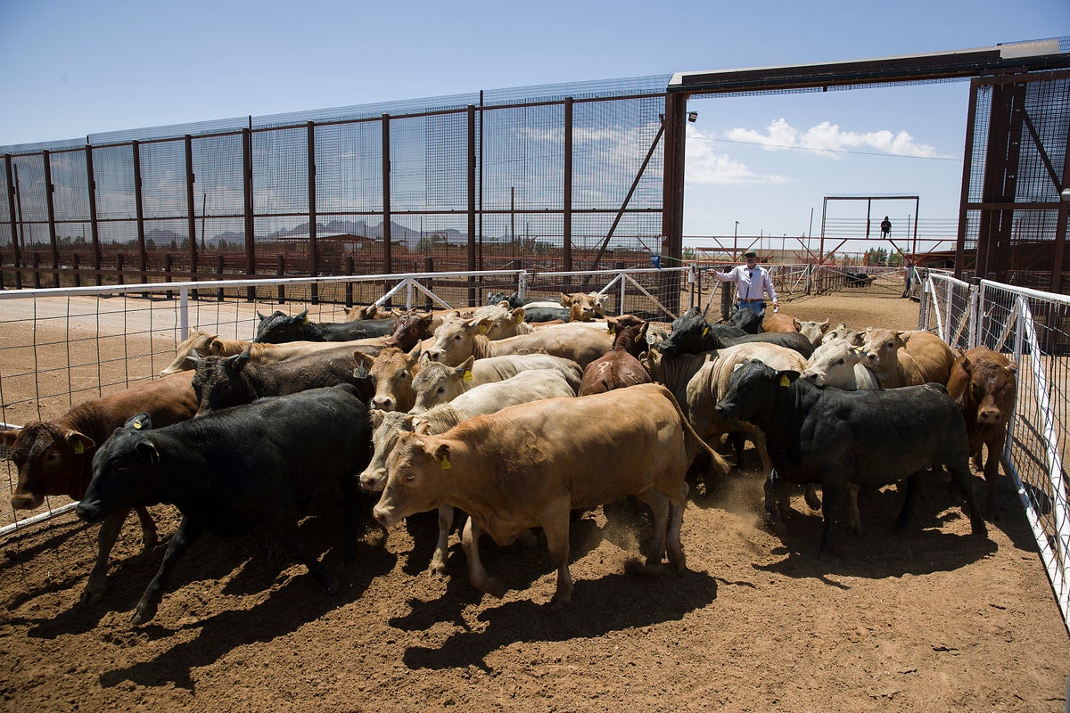 US is reopening its biggest livestock inspection port at the border, expanding America’s cattle supplies 1 10a0ab5cb896ba0d443a601fabe4d9670d0d1ff8803624f606c2d75976de2b0d