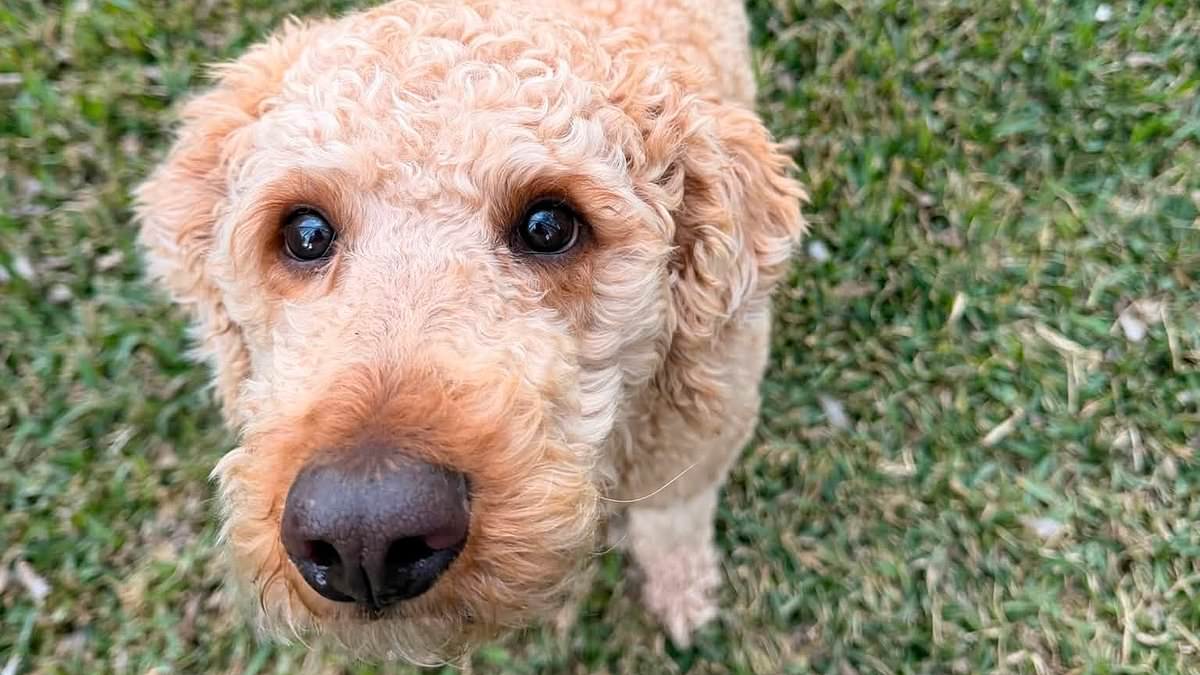 Adorable dog dies from heat exhaustion after being left chained up in 100F weather despite neighbors' protests 1 1237b7e25fc117947501c97f279ddb7f71c89433003eb2cb5b2ba78d915371a3