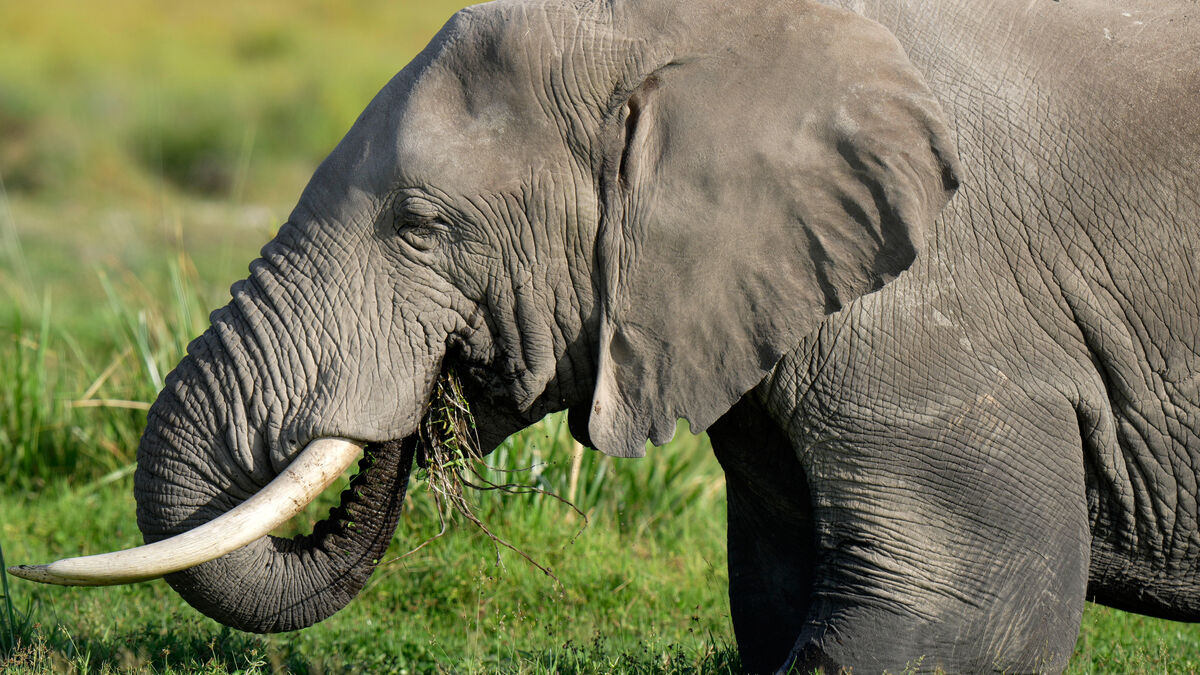 Study finds African elephants use medicinal plants to treat illness 1 16b3b56b324f8788eea7530fe7ebd1895b7a7f9cdea6b5dbe4072a495983e6f9
