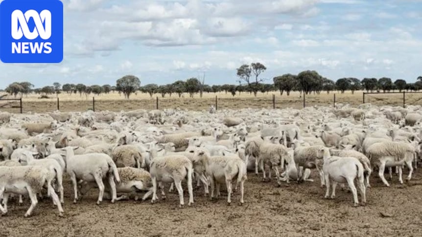 More than 5,000 sheep worth $1.7m stolen from property in rural Qld 1 180b3cb16b6b52d192eb5a785088e4c8897e8a033af626b490d651c25375590b