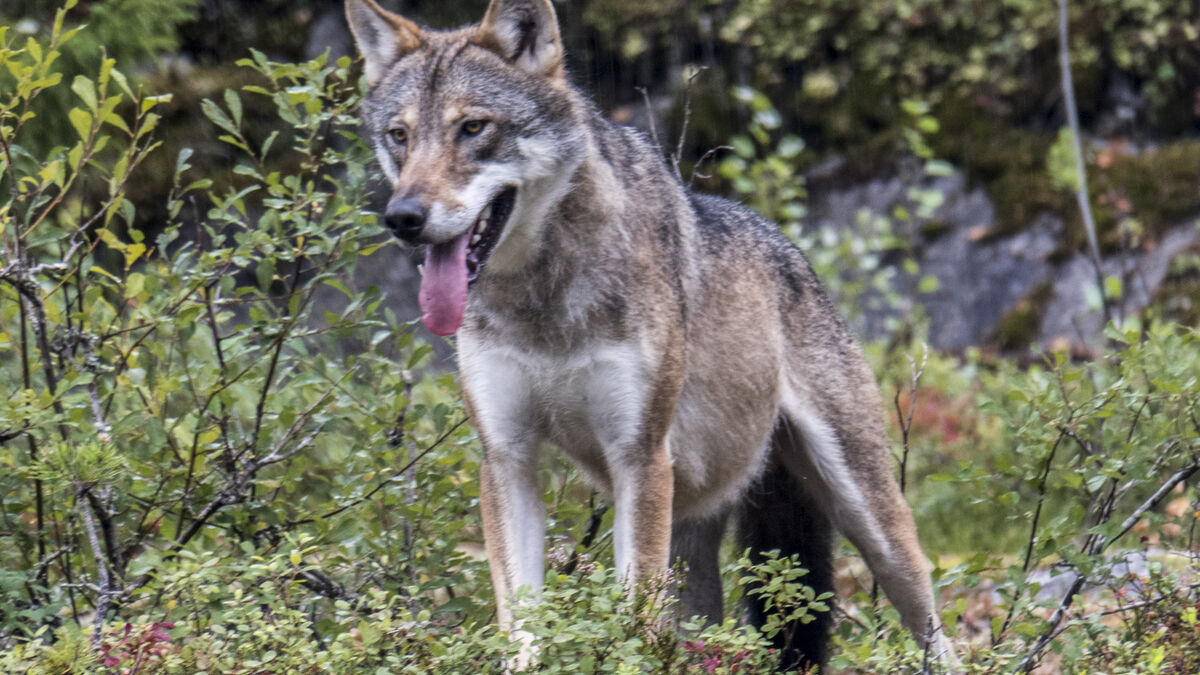 More wolves in Denmark as minister says hunting could begin soon 1 1b78acdc9b95016ef3050ebd863d7a411543c98de6c68f3ba69ee4e33f3a2810