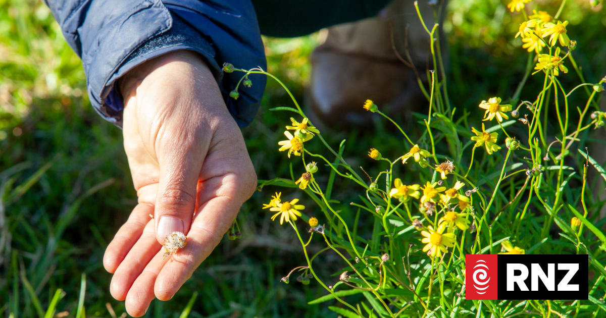 Toxic weed Madagascar ragwort identified in Wairarapa for first time 1 1bb9cd90d9fd339f34c2e0d50bf17c4fdeddeb3d7b6d228e9d53c088ac694fd4