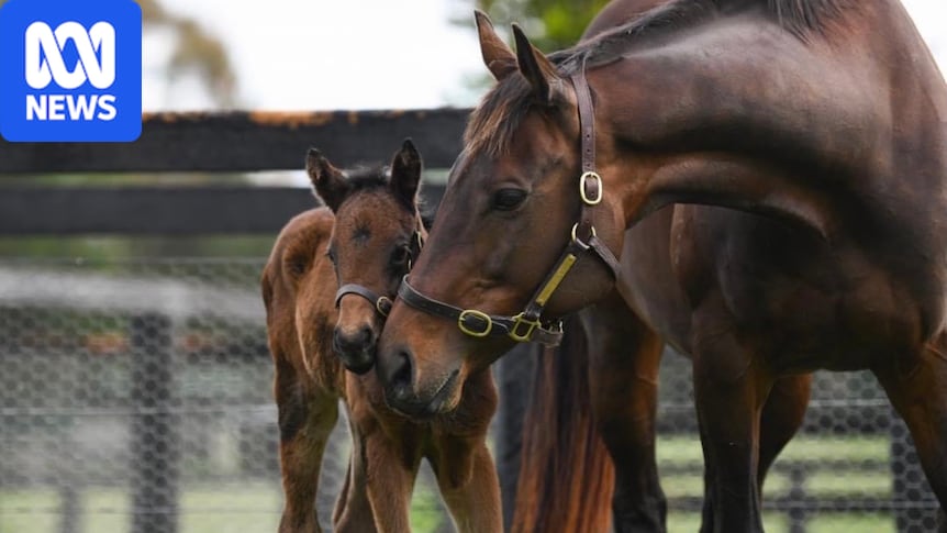 Winx's $10m daughter starts breeding career, champion mare foals again 1 20f8ce0812ba0683fdc28f570ea70d28f53531671fe073010a519b831bc05901