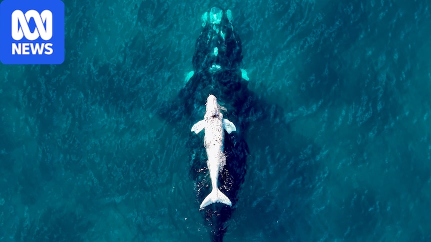 50 years of spotting southern right whales off Great Australian Bight 1 273ac425380ace8f5cf5c89a12f2c1b1dbb0eed17cc2c2ee13a2a80453b89dbd