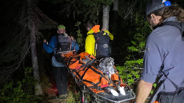Great Dane gets stretcher ride down B.C. mountain after injuring paws 1 277504b48f4c7c7b3baa3c183b0fb697c3a214ae5cc3250d41d748918a832cd6
