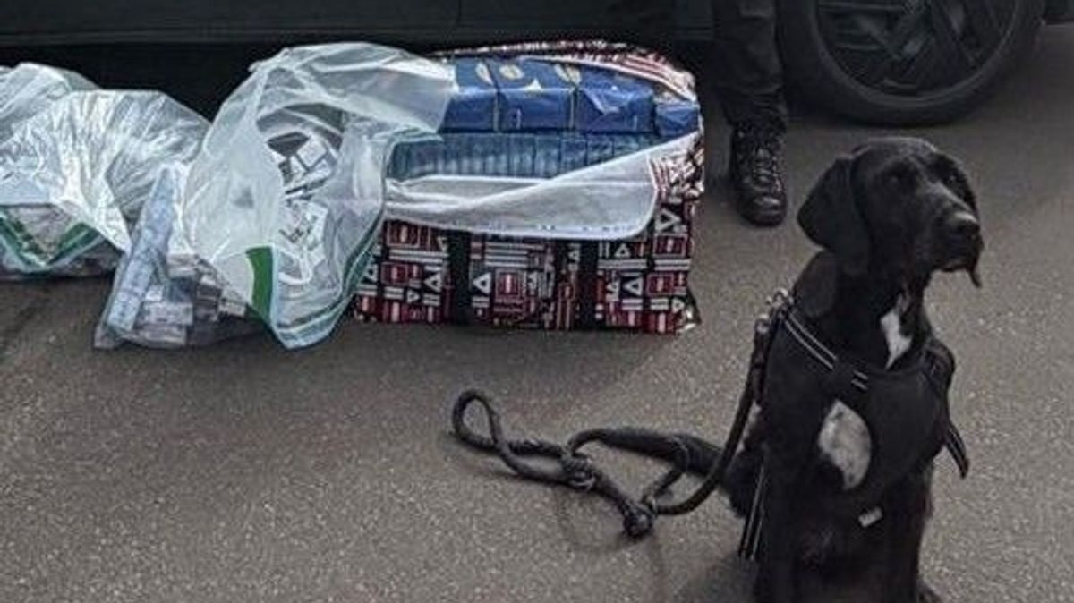 Police and North Lanarkshire Council’s Trading Standards Officers seize significant quantities of illegal tobacco products 1 27fe64eab711273bd7e87e1344c05e6715875d91cbcd05b8aaabf8771d69688f