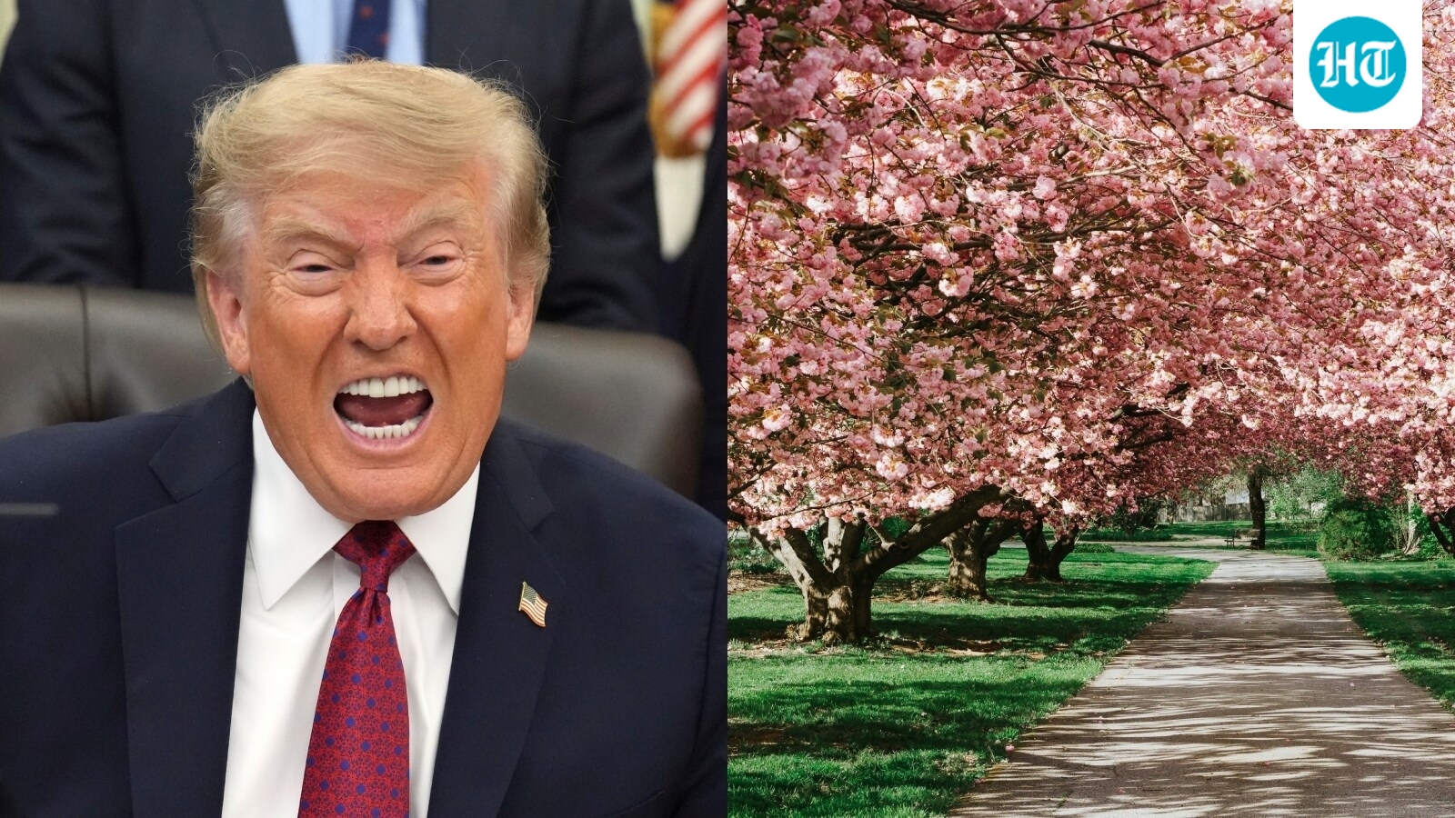 Trump's cherry tree removal row: Company working on DC golf course denies cutting trees gifted by Japan 1 2da7343ef58fce678649f9d6b7fab4311dbf886a79225a76abf16a30c5134c06