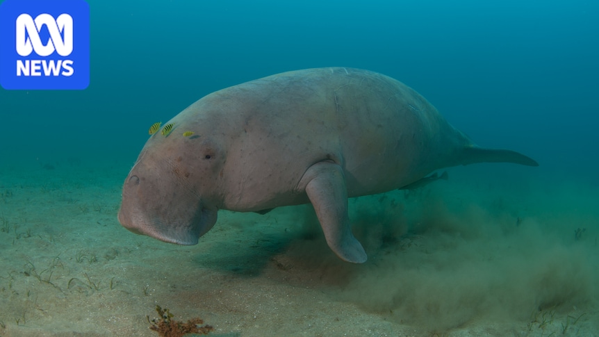 Researchers find dugong numbers halved in Gulf of Carpentaria 1 2da85e3863d47327d8b8f5376d46e71f1da2e0cacd13c186fdeb0d88e6bd532f