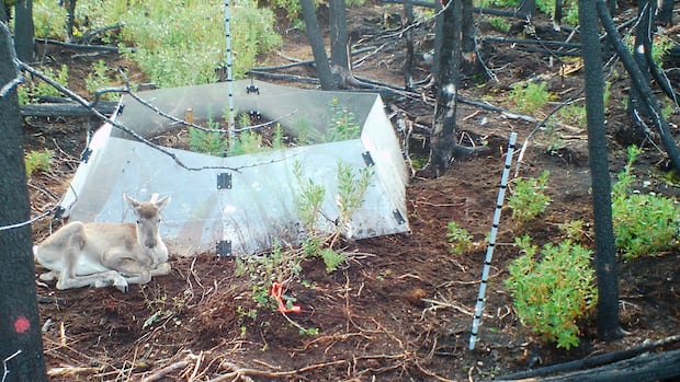 Bears, caribou and other animals are messing with this researcher's equipment, and he's got photos to prove it 1 314279b0d3d220511229f026ff1caed69e767e0595b75c035e917b42a4d08037