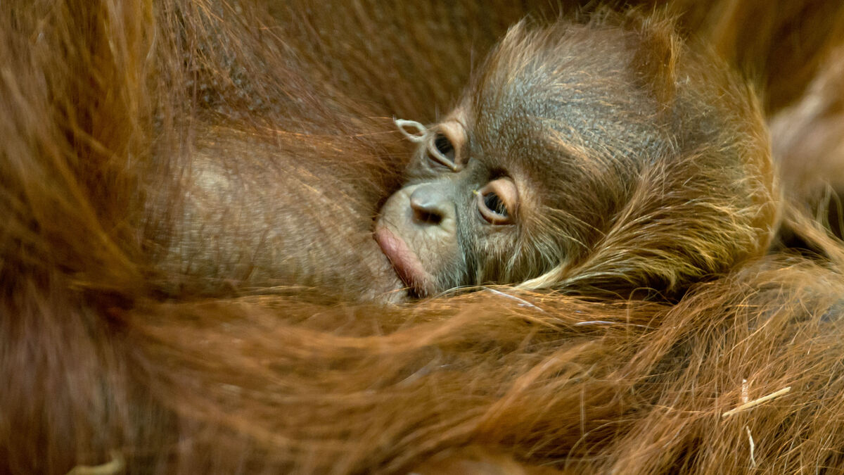 Indonesia seeks return of smuggled orangutan cubs found in India 1 3758878c118ca272256a55de19e4353d686a1c0484b0f838b6379def191b4e05