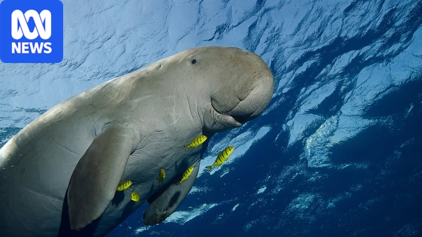 Decline in dugong population prompts calls for action in Gulf of Carpentaria 1 39ca7e87b1b9abcfc63abae98573cf5bd867385fee62083552b4431bbff58998