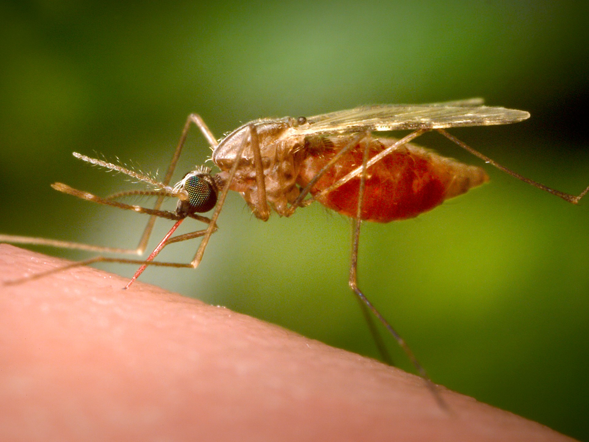 Third person dies from malaria in cluster near Germany’s Frankfurt Airport 1 3f3dd4918c8dab161f6bcb2336e9b50da368f44c1b5e6794d35ef3ec13f7f753