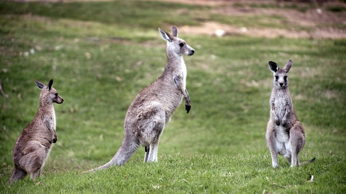 Three kangaroos escape enclosure in southern Jutland 1 4209b007e08714bf9a489f285e3f3ccbaadf35d79ffede9dd1f7af33bb9c72a8