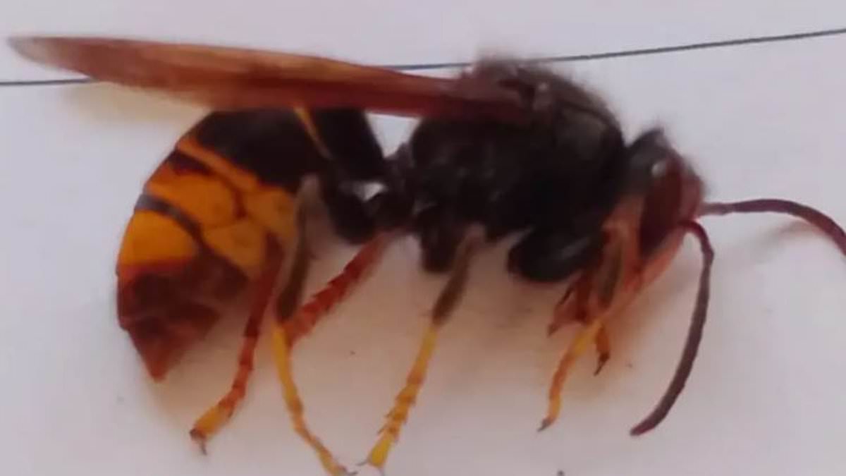 Fears 'killer' Asian hornets found in Somerset for the first time are swarming across England 1 4f13bcf0632950527c338d3c13fe910e10ede6006b330762e1cd49db16b1179f