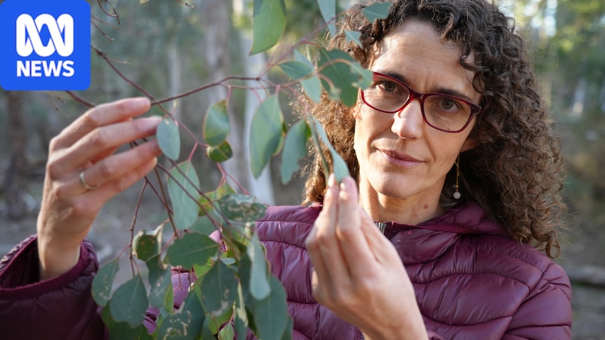 Scientists develop tech to measure eucalypt flammability from space 1 51607b316c5f6ce252cf65e1f6175eade185294c42fe6b57fcc22322d2170e48