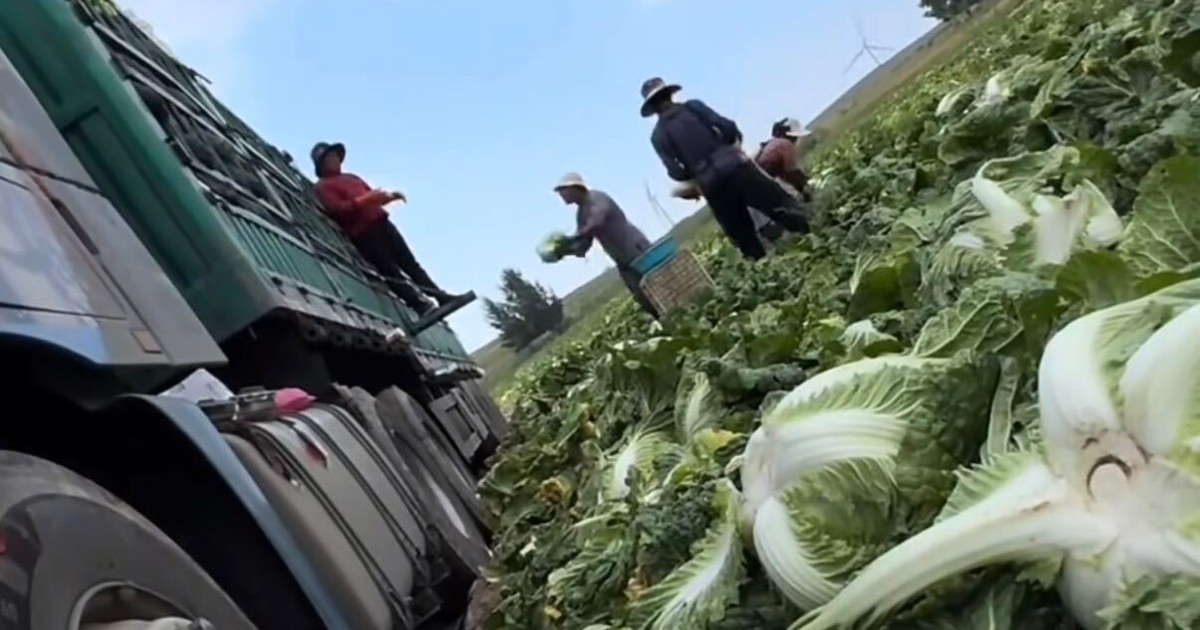 SFA ramps up checks on Chinese cabbage amid concerns of formaldehyde use 1 5267bcc0e63e080e979f9b4354346a1d43df8a3bb53cfb80be71eec4449bb7ef