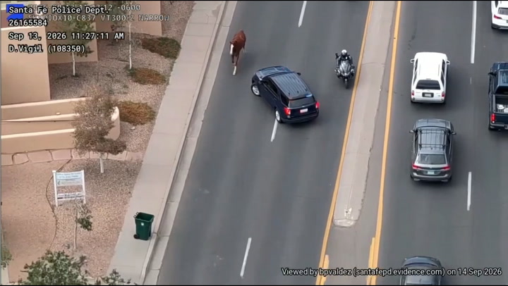 Cowboys help cops chase down loose horse running through city 1 52a2a0672863c02230948cdce28ddbd81db304a71d8ea13ffe745a531238be62