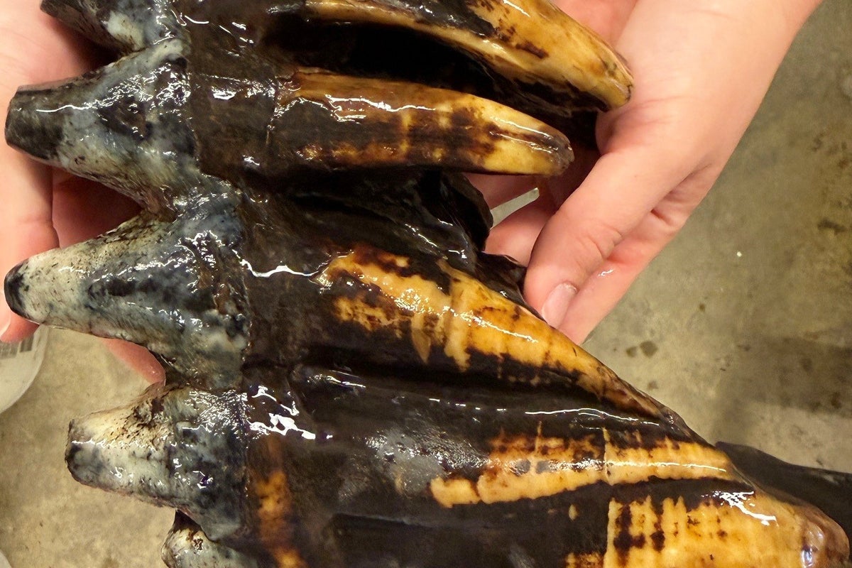 Well-preserved tooth from Pacific mastodon found in a creek in San Francisco Bay Area 1 5597e2ec25920b60480daa216b7c9d1a4cad48495b5d4886981641f323a26966