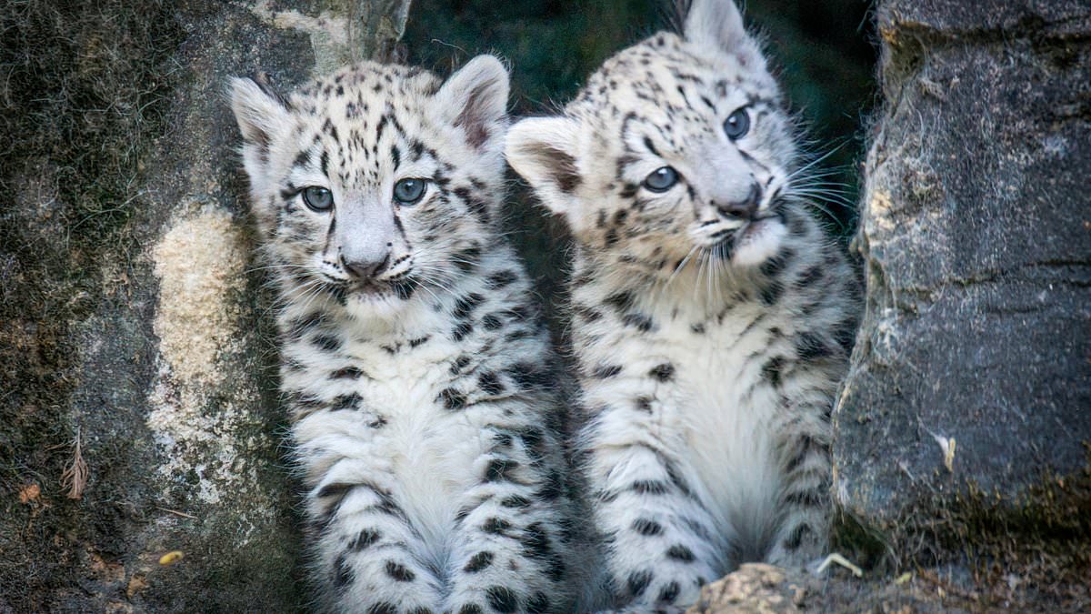 Baby snow leopard cubs Momo and Nima are spotted venturing outside at Hampshire zoo 1 56fa9fab055077f94e4b0945254d7d6dd6a991a315088e8a5aec79d2d09f5157