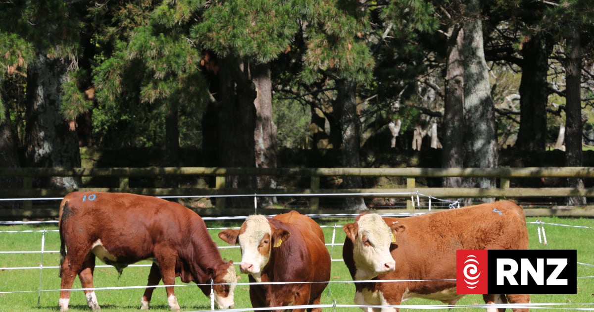 Cattle farmers hoof it to Auckland's first inner-city bull auction 1 584fa3f498614dc3b02a710e7d2844c3d02ee33ad82aeb1a457c242b63334585