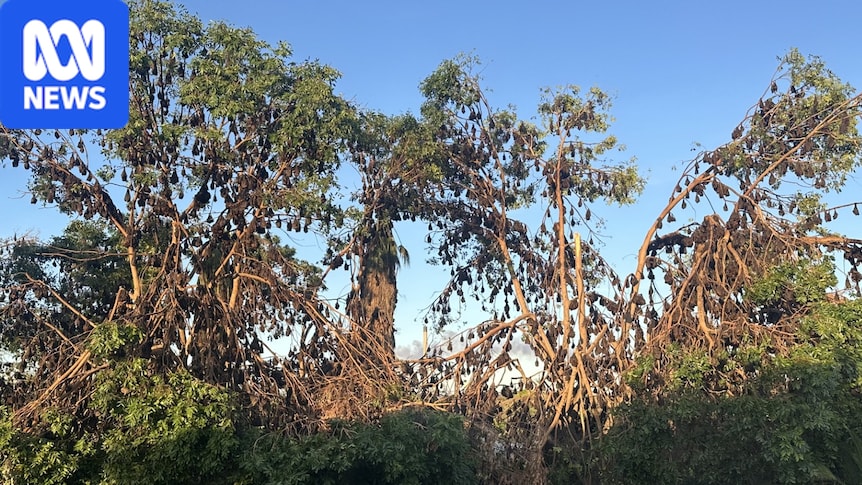 Flying fox influx overruns Mount Isa suburb 'like a cloud coming over' 1 59c1b364d34548a531ebb1cd729497cbbb0ea89796de7811efde1bc0facde97f