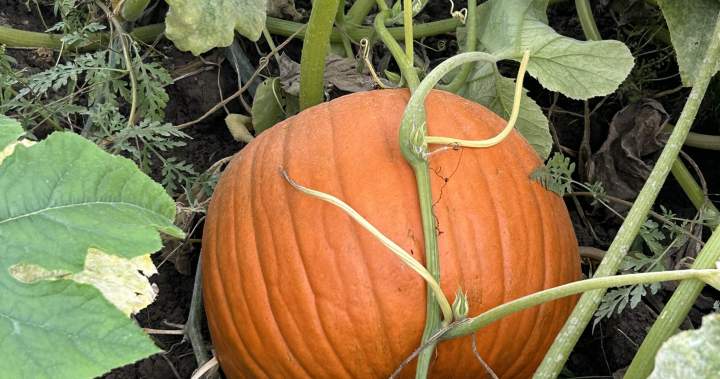 Pumpkin farms ‘at the mercy of Mother Nature’ after extreme weather in Canada 1 5ab2136a25c2915a5484d7793a8094903b9d229ed8a3a10bb329e73a049ca95c