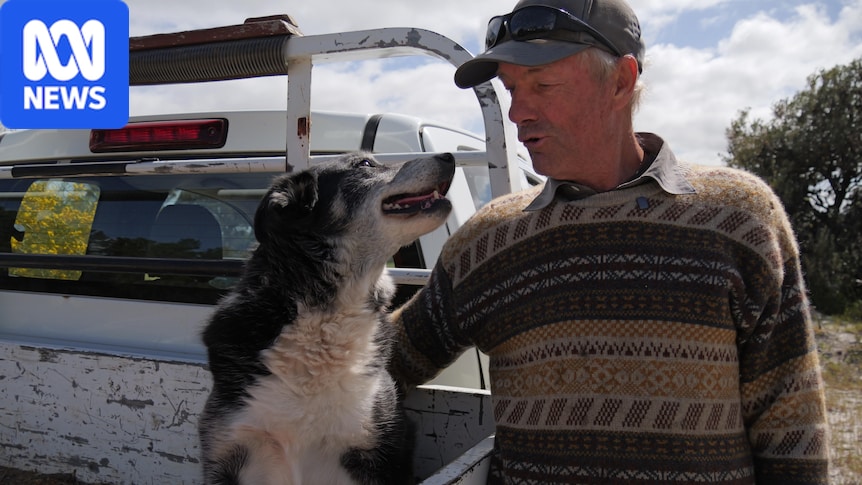 Old working dogs refuse to be put out to pasture 1 5b464e51bbfbc2c2c3245d90270548e5d93468bd0b510aaed7450583e07b6c7f