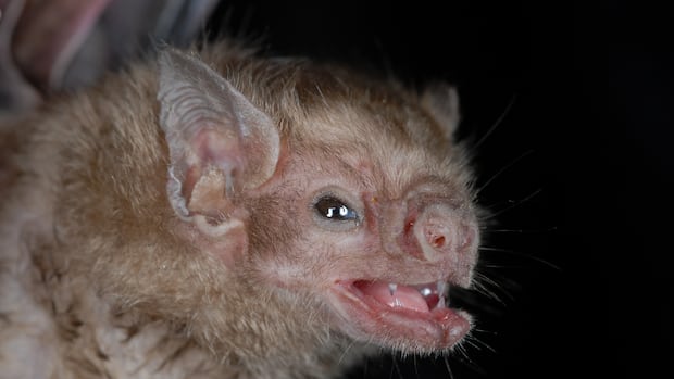 Where did bats come from? Family tree drawn from huge genetic study 1 5cb54962e32d7f90a4ce04e9ce878586440f1344acb2c765f4615b4a0aa385fd
