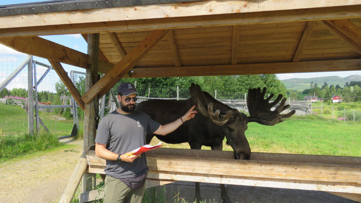 Study finds bold and timid moose in Swedish personality research 1 5feb1c63802188a1697e40f7d369cdb7368269d7d0b0d7acb27511c88d7cbf93
