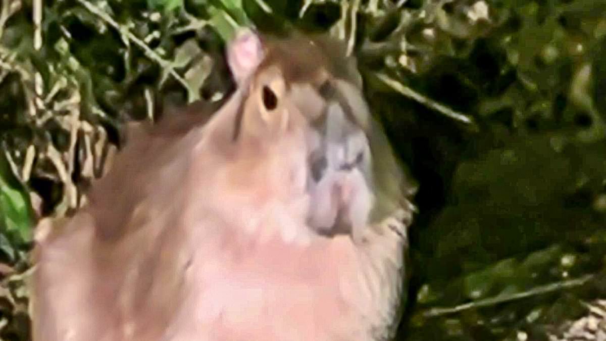 On-the-run capybara is spotted for first time in five months after it escaped from Hampshire zoo 1 62cd541789f2a96573b60048a0d65f0fee66ca62d07bc1b7ad76155d378f3391