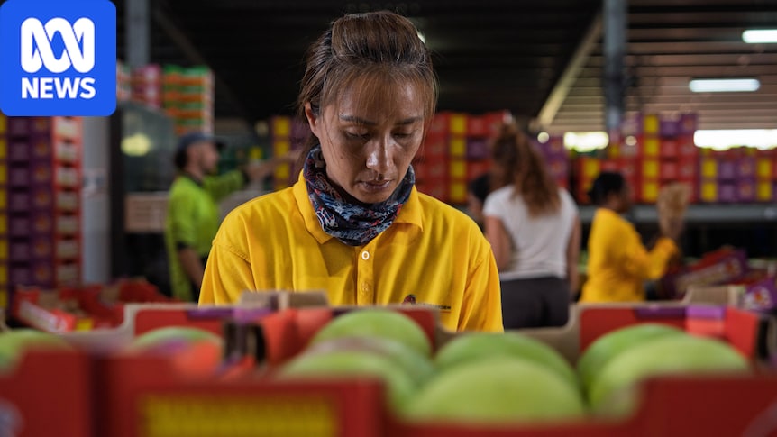NT mango farmers raise alarm on cuts to working holiday visa program 1 668493c34782c8302f6ee1c2f0da54e5c6f2099111b5e3d68ce9b0b02a87193b