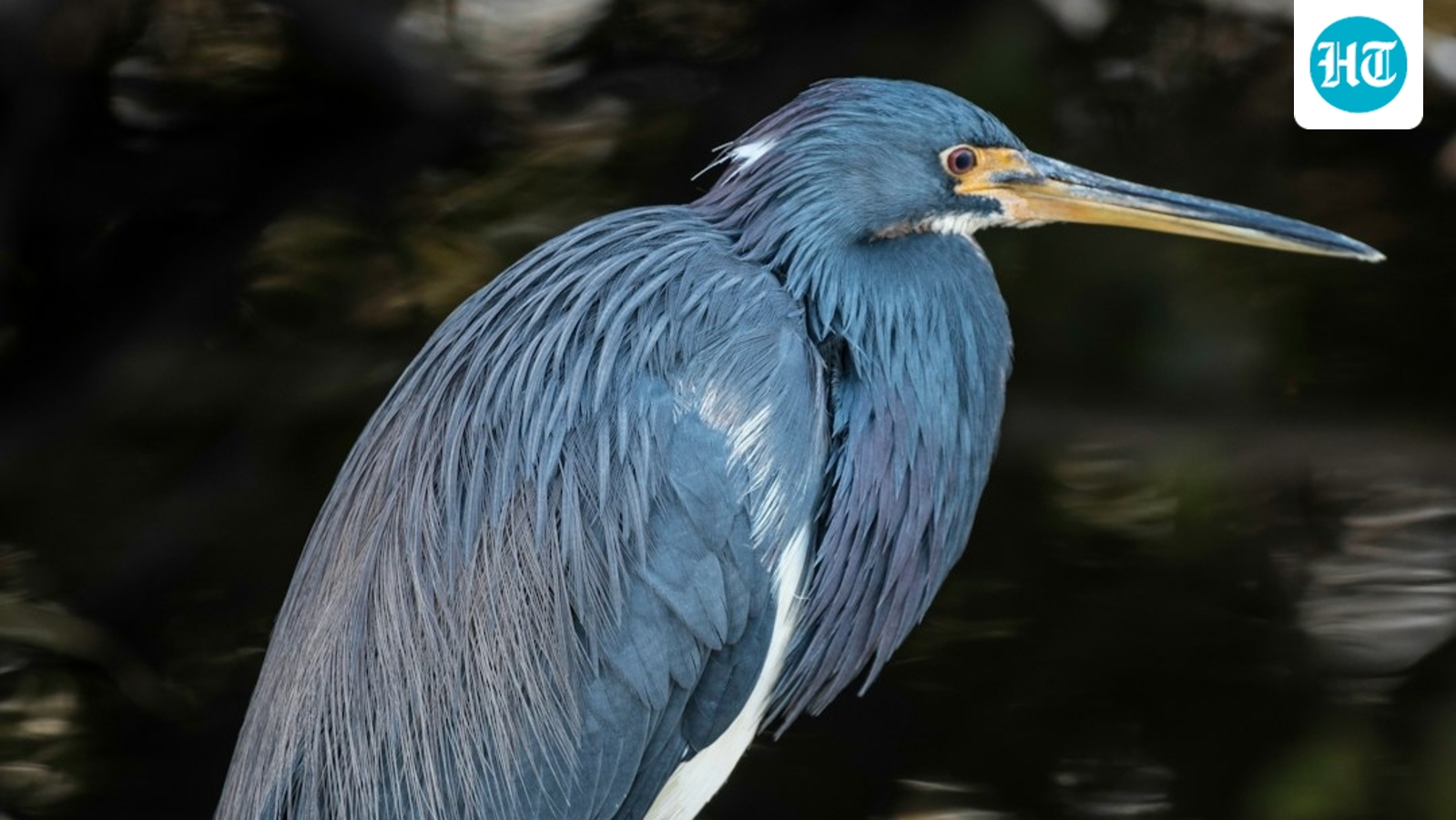 Scientists shed new light on decades-old mystery over this Galapagos bird 1 6c16a13da3584d7adfbbf345cba7a030640fdbd35085edf2eb14435280ed81dd