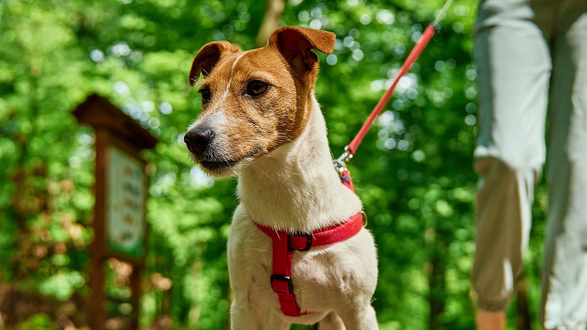 New rules for dog owners in Victoria may force them to leash pets in more areas 1 6ccb955d297e4e4cdc5ed2baf923b59cc9cdefe889688976378772eaa4c0e920