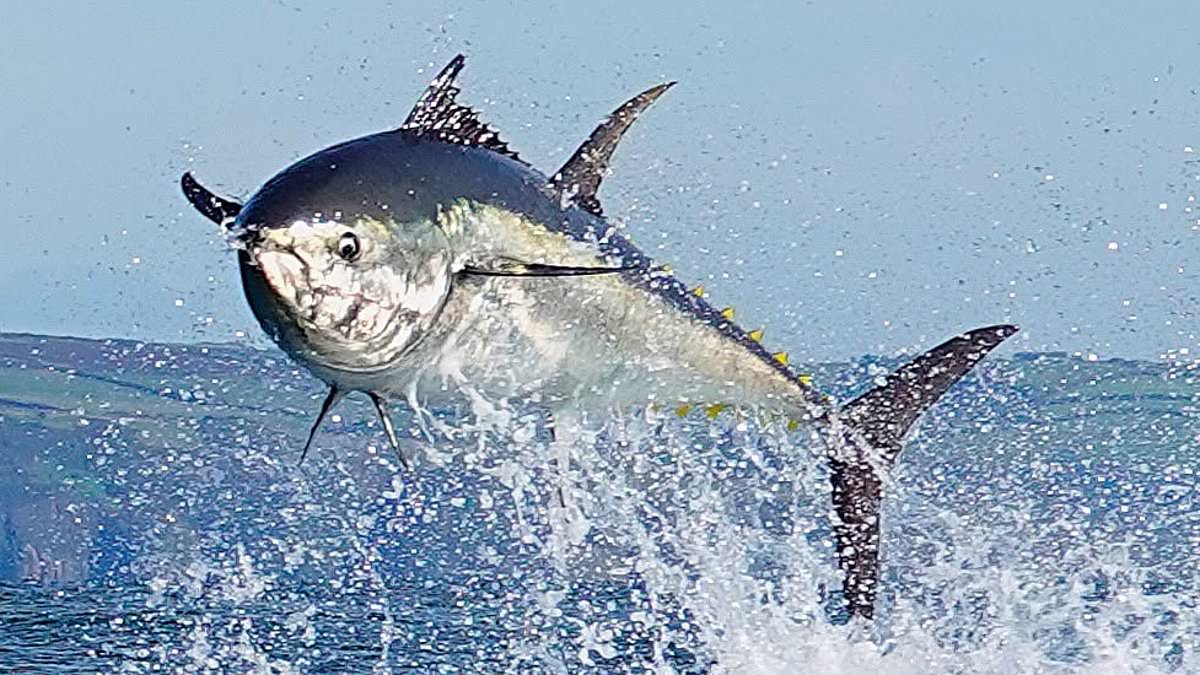 Now, for the first time in six decades, one of these magnificent tuna has been caught off our North Sea coast. TOM PARKER BOWLES salutes the return of the bluefin behemoths 1 6ee4d001a243145ded3dd8cf86e28a9f5a14c997d464680beff30d0ad828beca