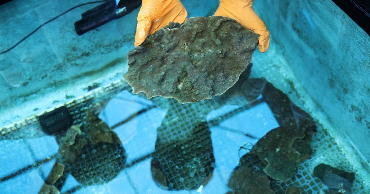 'Slumping' South Korean corals worry divers, scientists studying climate change 1 738c3f1b785df5f1e0843f94f63c7f38f50bfc27a2cc686e6f3126e042b89fef