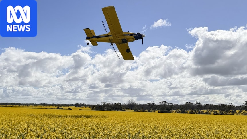 Safety fears after plane's near miss with drone photographing canola crop 1 74036961bf898976dee2ac4db1c40174a2fd0dfcbe33b78fe41f08eede1ab6e2