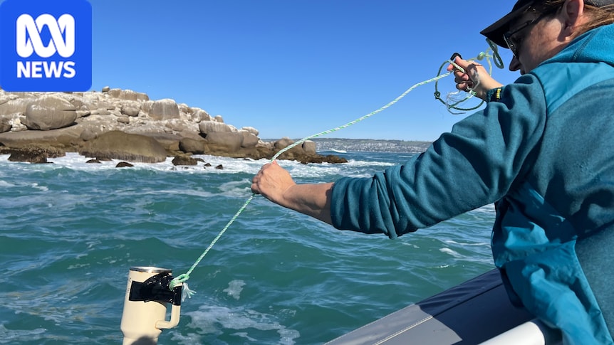 Citizen scientists maintain dolphin vigilance amid bird flu threat 1 74d6ae2d8ae308c19d3d806324b58475de3ceda1c182ea4a1f893198aebfa7ce