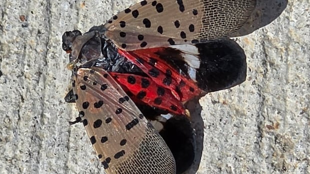 The invasive spotted lanternfly has been officially detected in Canada for the first time 1 760f0bffd478f240e12d9edceb88b8218186b92c5a54075f0a9483e9289e048c