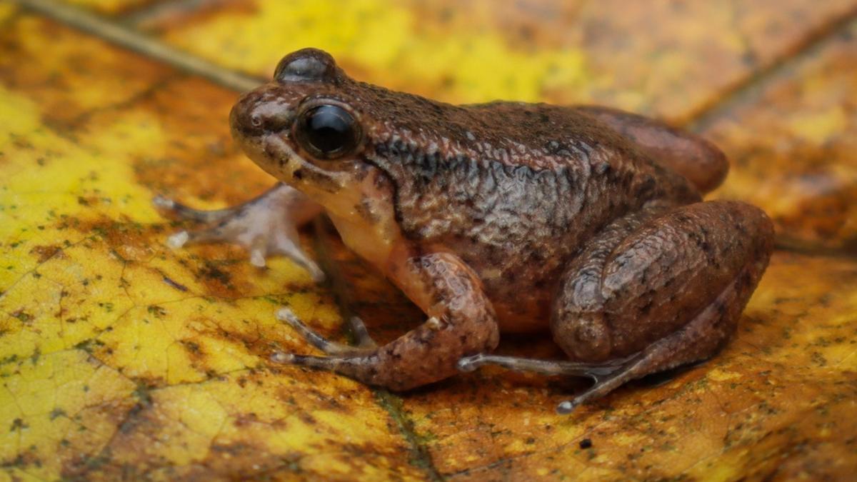 Mizoram yields two new-to-science frog species, one hiding in plain sight 1 773e38b88104bbac2a5fc2163836f9ffed5deac2e96dd5a7dc5412b578acb3e0