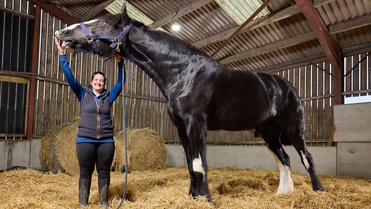 That's neigh bother! Britain claims two equine firsts in Guinness World Records 1 7d81e6554766051707846b4b0aa9af053782184dc36bddc5d76881f3babd2481