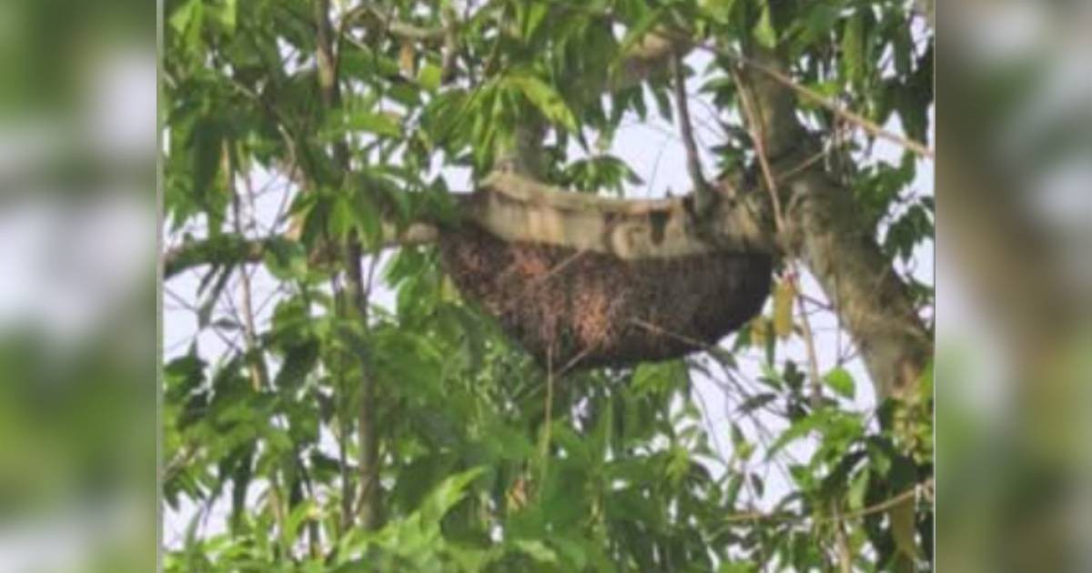 Giant beehive nearly 1m long spotted at Bukit Batok HDB estate; residents fear being stung 1 7db4df9ff657fdbfa46c076c1441fa6d1a11cd7807683379d5c33e7e34d40e18