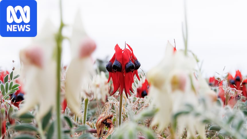 'Absolute cracker looking' flower explodes in 'super bloom' across outback 1 842e15b016ed07c896390a6b1b064d67c1b91359a2d840733221a847e5833448
