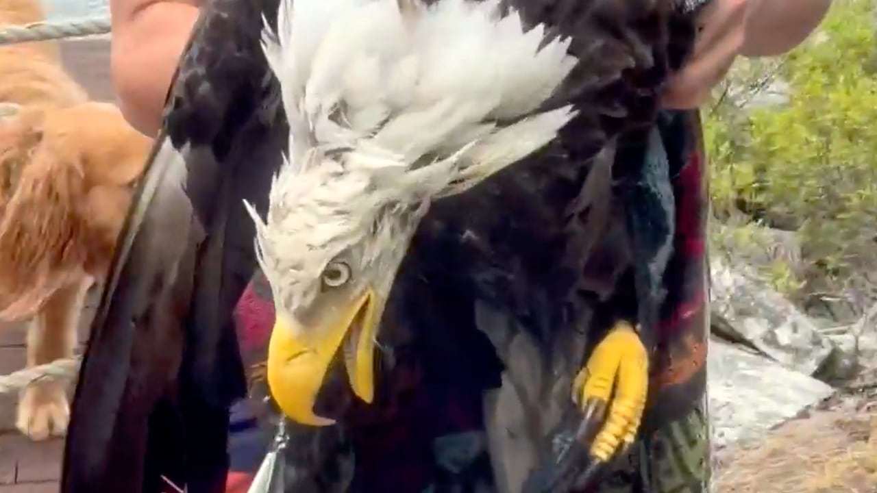 N.S. father and son save bald eagle, take poke at Trump | The Moment 1 84a387ef870ff4d68e13504190b856e1d2b8911784ae4a66b14ee797a6b245e4