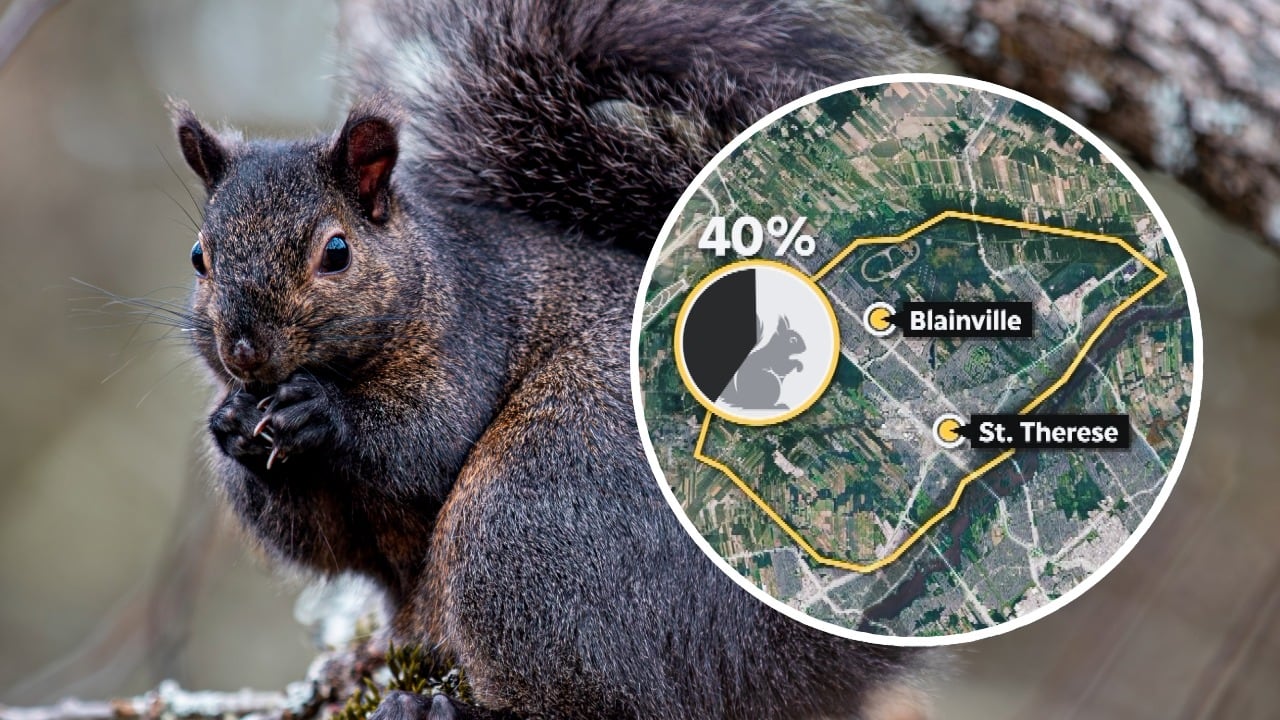 Montreal squirrels change their coat colour depending on neighbourhood they live in, new study finds 1 86e4fb7c8fcd82710f629817b51cb44772a5dee0ab19f5f31e2c44a61861a3be