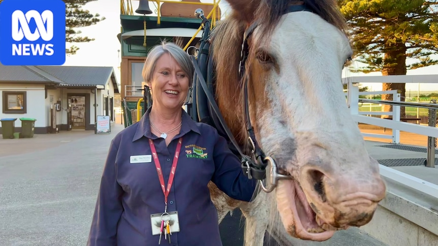Clydesdale who pulled historic horse-drawn tram remembered as gentle giant 1 8730eb1bae6f90e94d46aec8392b2086000b62d31ecda2b76d1f0d57d4bf0507