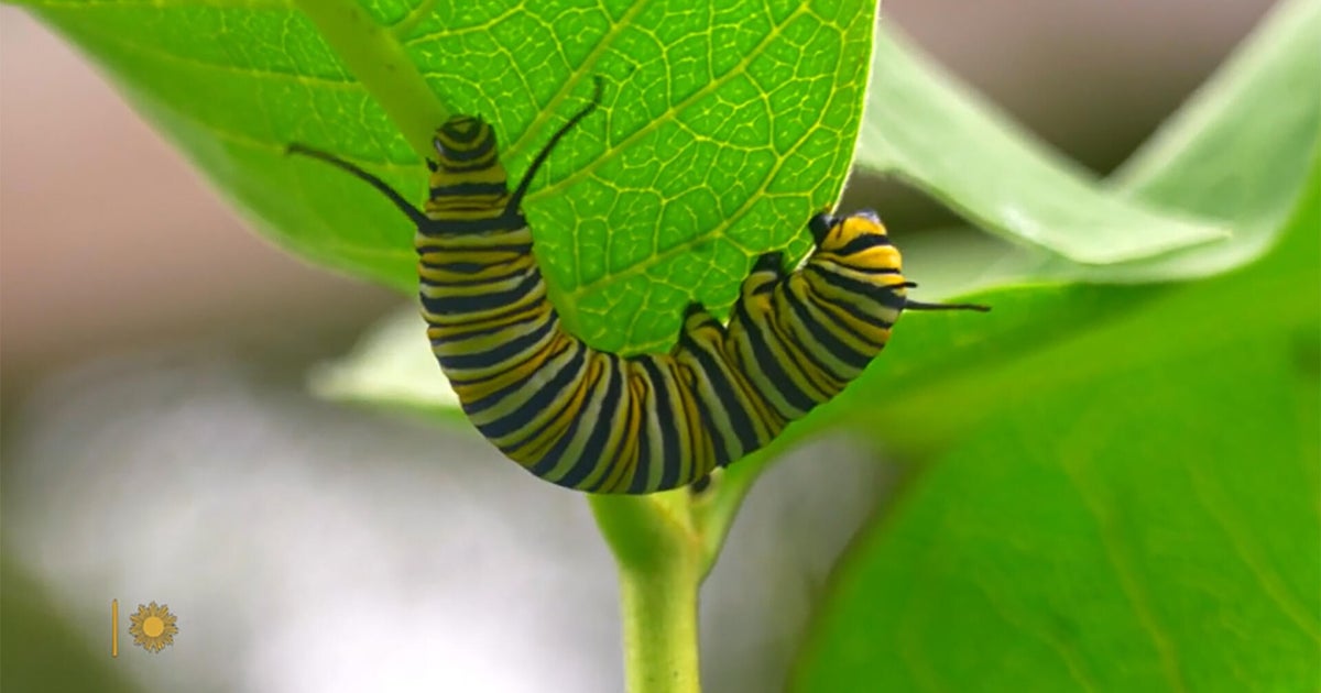 Nature: Monarch caterpillars in New York 1 8928699f247c8105b092014ab0ff46d648a98d3e176957d90f404bff28ccebeb