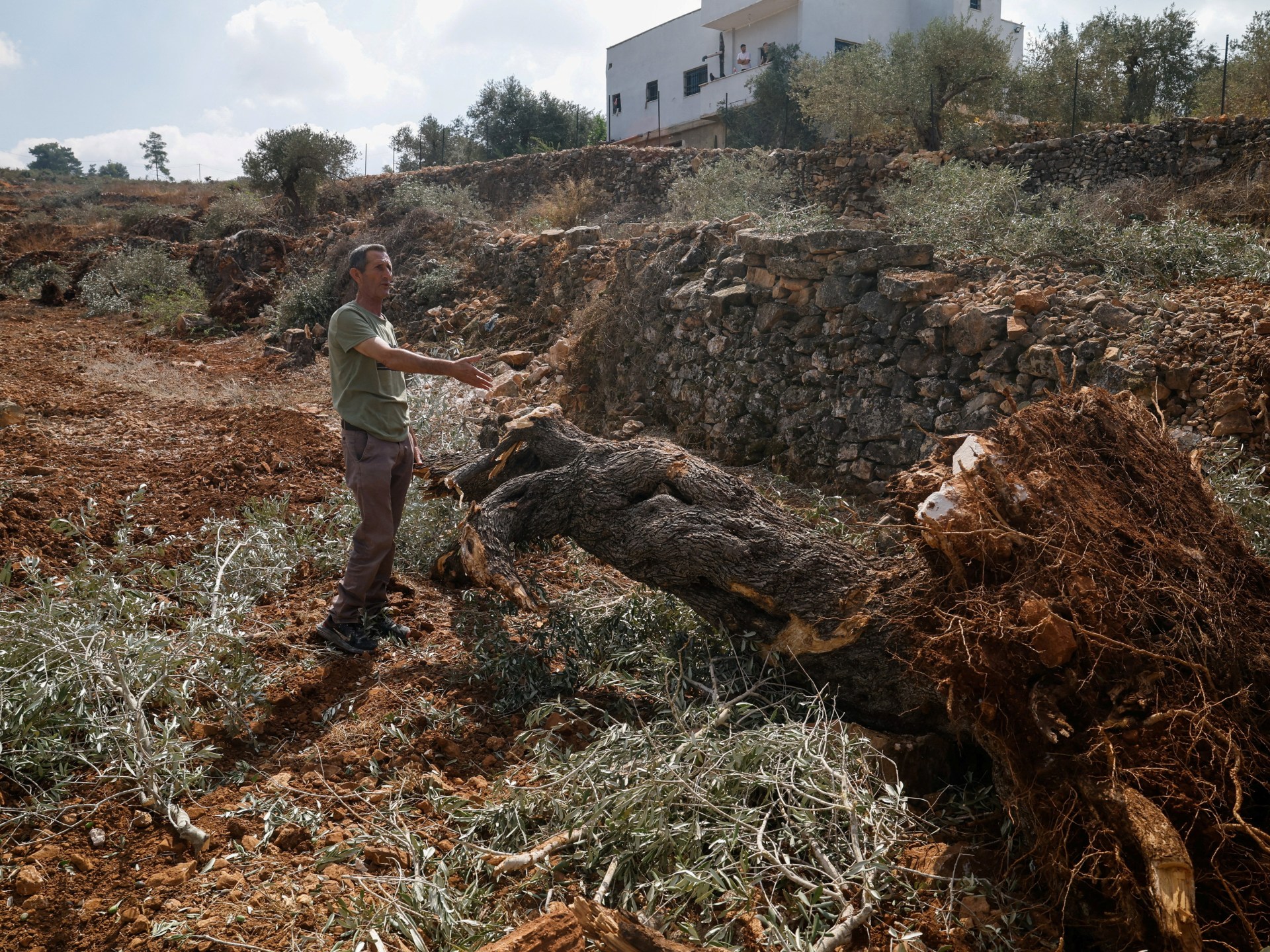 ‘They uprooted it all’: Israel bulldozes Palestinian-owned olive groves 1 8ab4da061d57514c87ac4974f6533622a3fae0ceb1b772591cd9c5352581c6c6